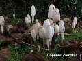 Coprinus comatus-amf502-1